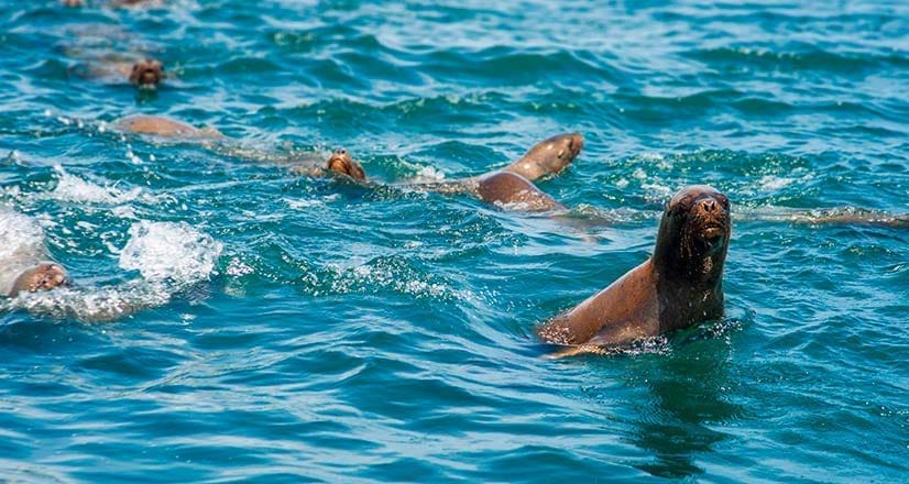Sea lions swimming in the sea near the Ballestas Islands